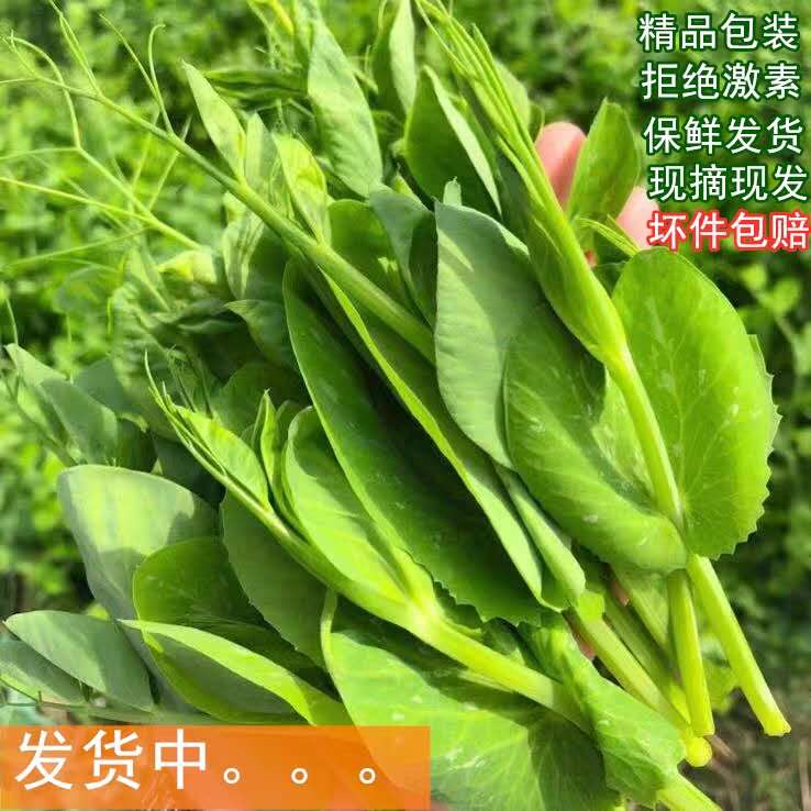 【4斤装】四川农家自种豌豆尖新鲜时令蔬菜季节菜豌豆苗现摘现发